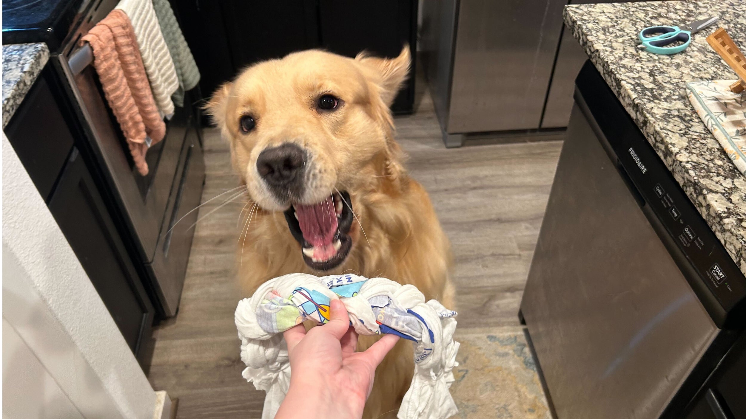 A golden retreiver in a kitchen leaps toward a hand holding a homemade tug-of-war toy