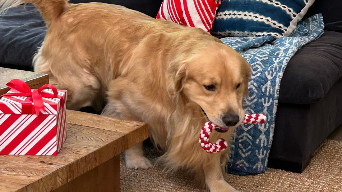 A golden retriever carries a candy cane chew toy