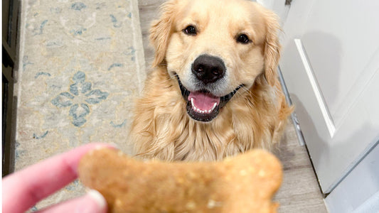 A golden retriever smiles as a hand serves a dog bone shaped biscuit treat