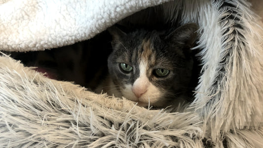 A gray and tan cat with a white snout peeks its head out from underneath a fake fur bed and throw