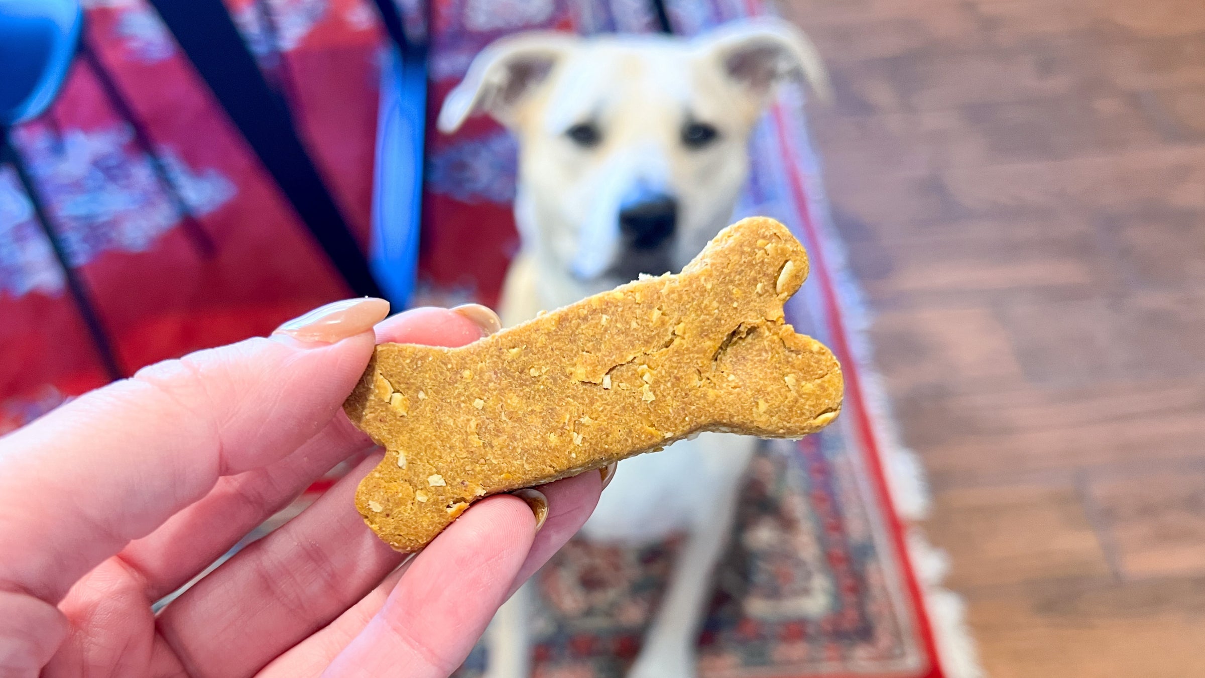 A hand holds up a pumpkin dog treat while a tan dog waits patiently in the background to eat it