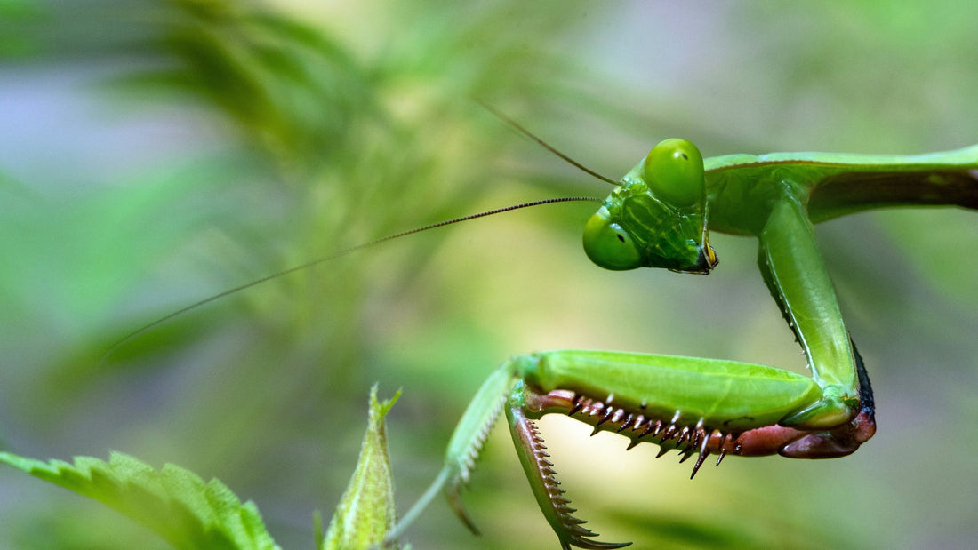 A praying mantis looks at the camera with greenery behind