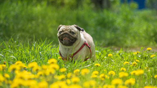 A pug dog with a red harness in a field of dandelions