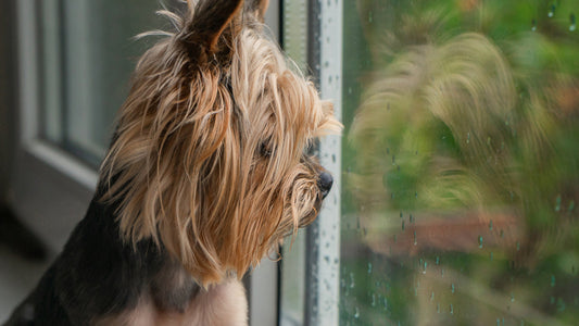 A small brown and black dog looks outside at the rain