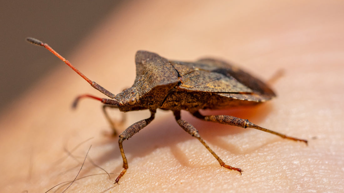A stink bug on human skin