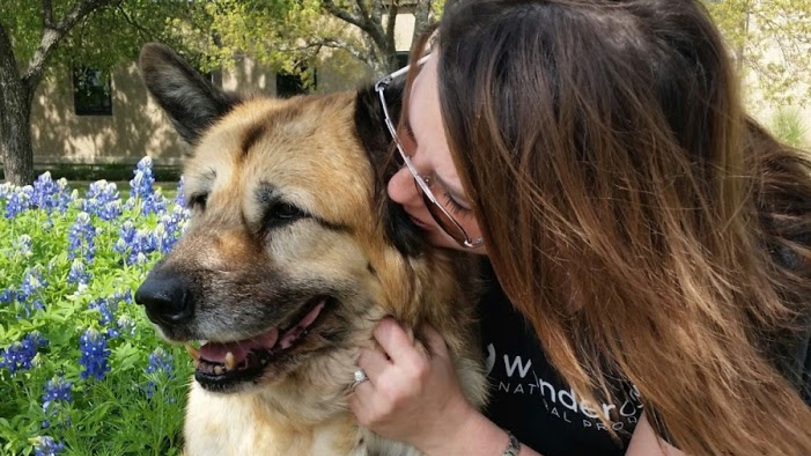 A tan akita husky dog with a black muzzle gets a kiss on the cheek 