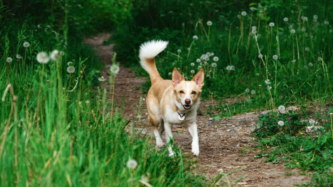 A tan and brown dog rungs through a field with dandelion flyaways and tall grasses on each side 