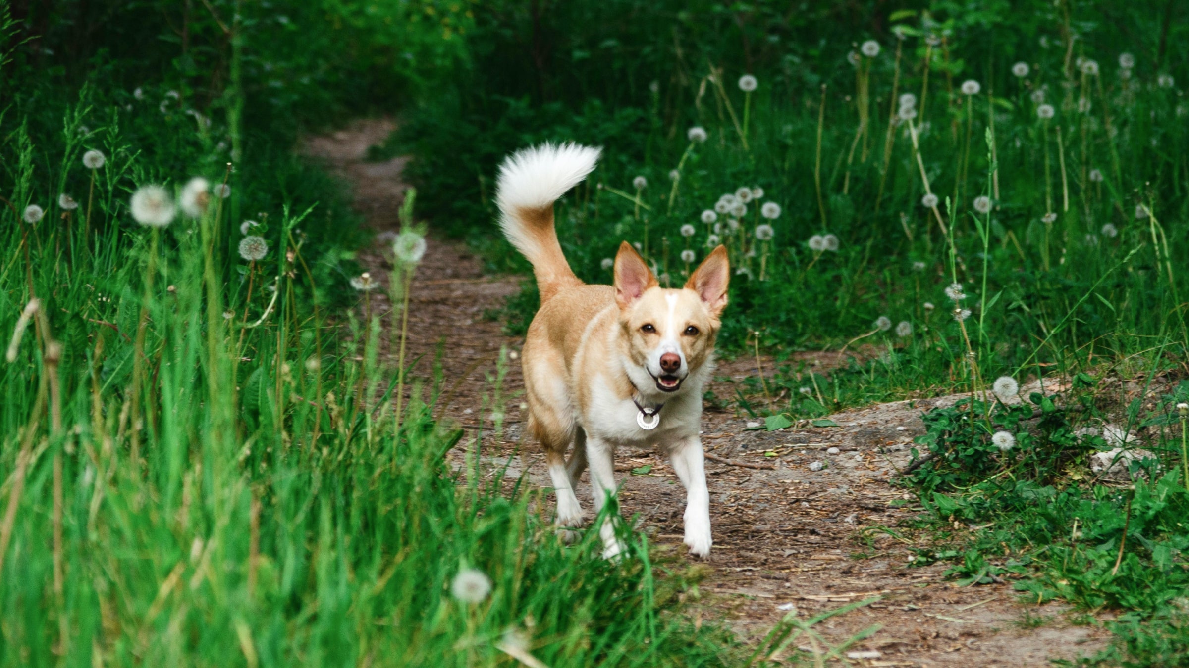 A tan and brown dog rungs through a field with dandelion flyaways and tall grasses on each side 