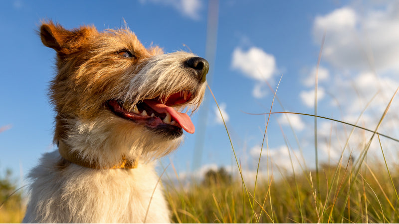 A tan and white dog hikes outside in the late afternoon light against a field of tall grasses and a blue sky with clouds