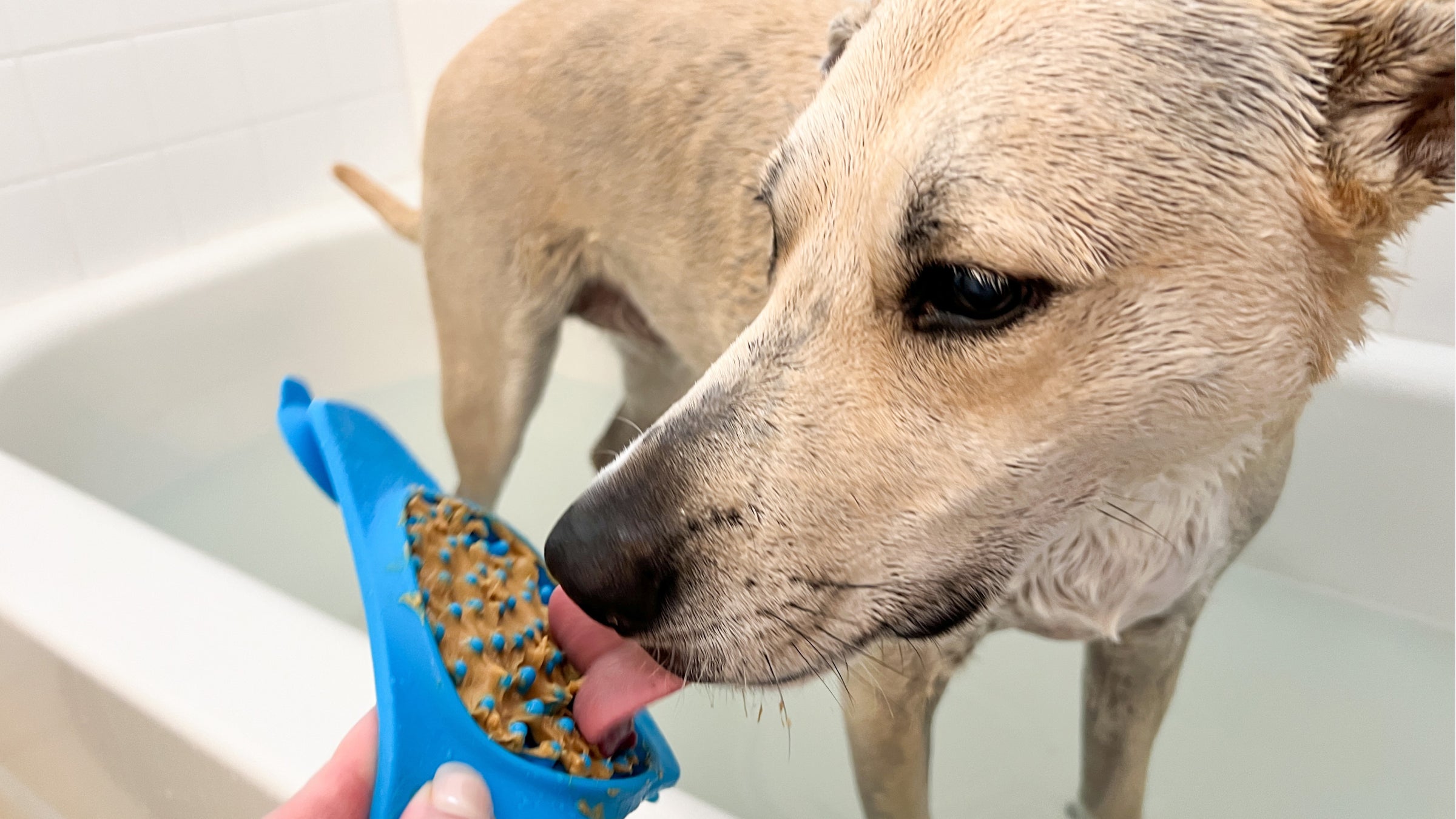A tan dog in a bath tub eats peanut butter from a lick mat
