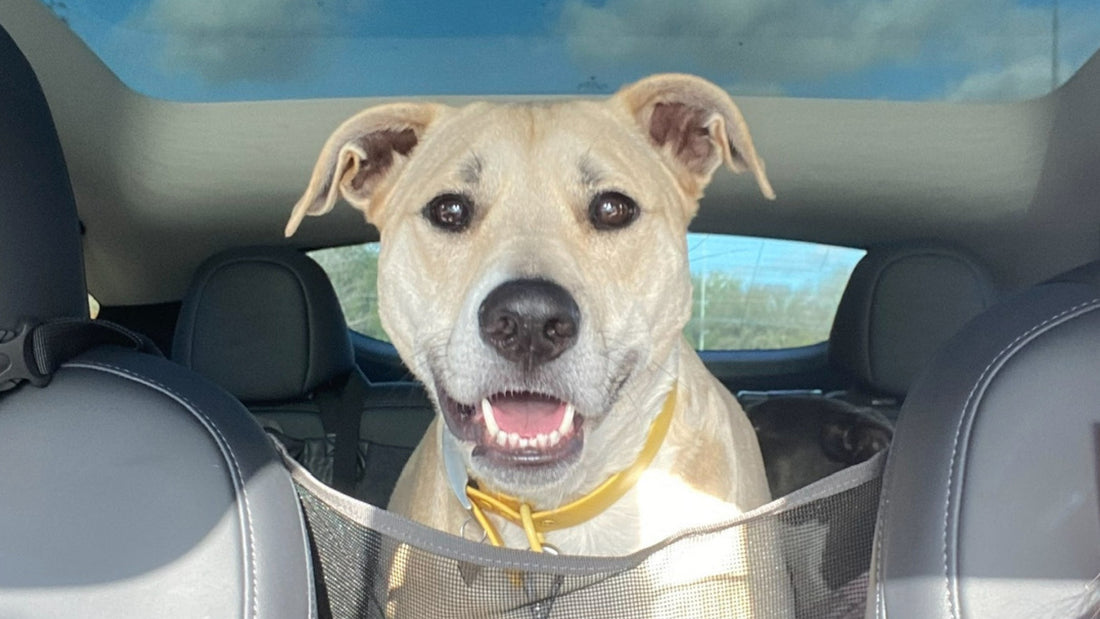 A tan dog sits in a pet seat in a car with a sunroof