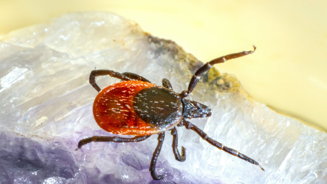 A tick crawls over a block of ice in the winter