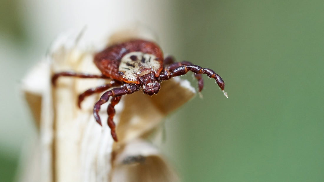 A tick on a dried piece of brown grass