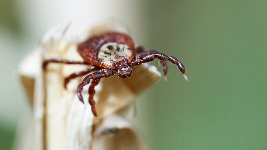 A tick on a dried piece of brown grass