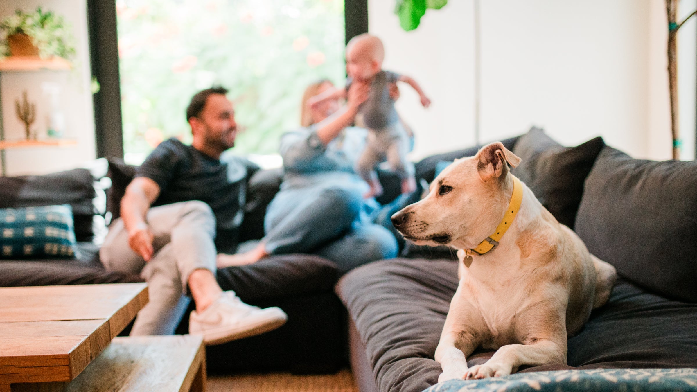 A woman holds a baby with a man and tan dog looking on