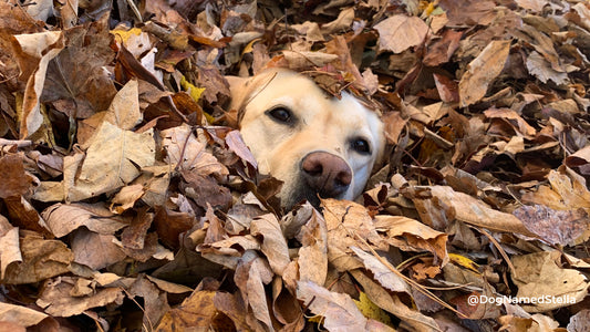 A yellow labrador retriever peeks out from a large leaf pile