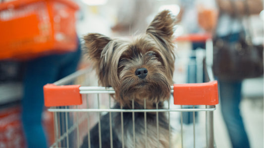 A yorkie dog sitting in a shopping cart with red accents and shoppers in the background