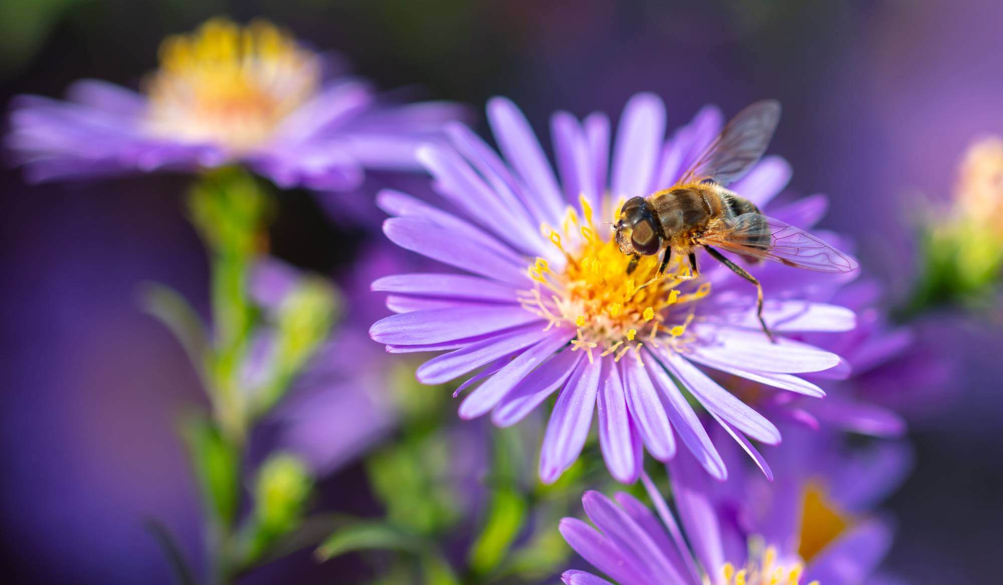 The Pollinators That Help Feed the World Are in Trouble. Your Backyard Can Help.