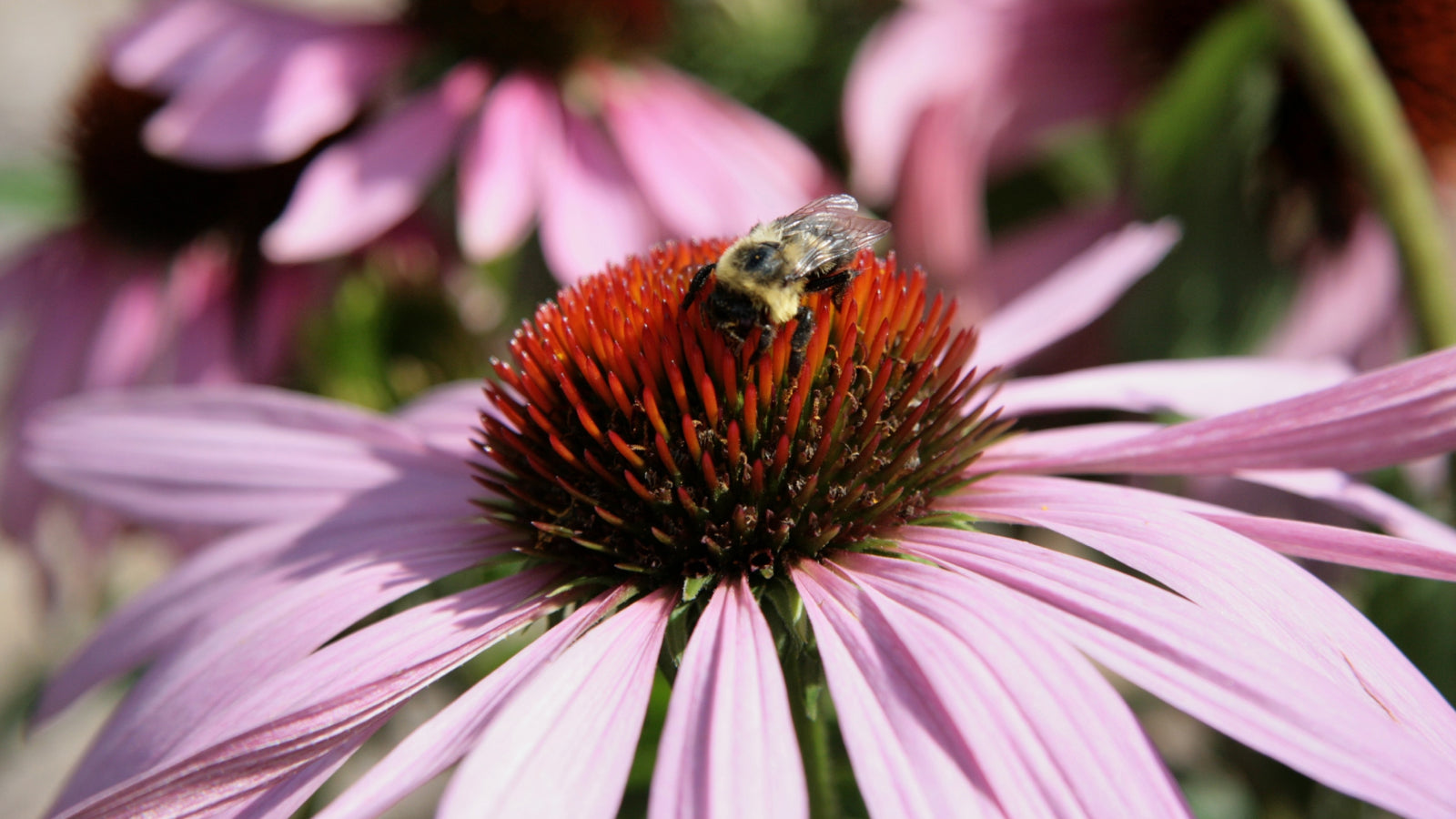 Why Are Pollinators Important at Manuel Blount blog