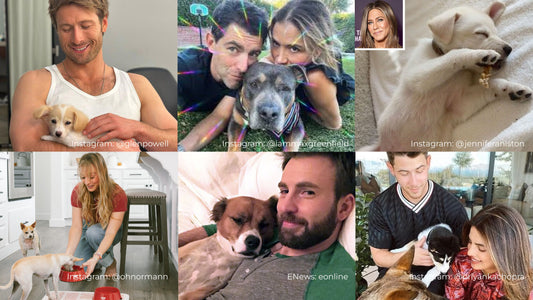 Celebrities with their dogs in a collage of six photos