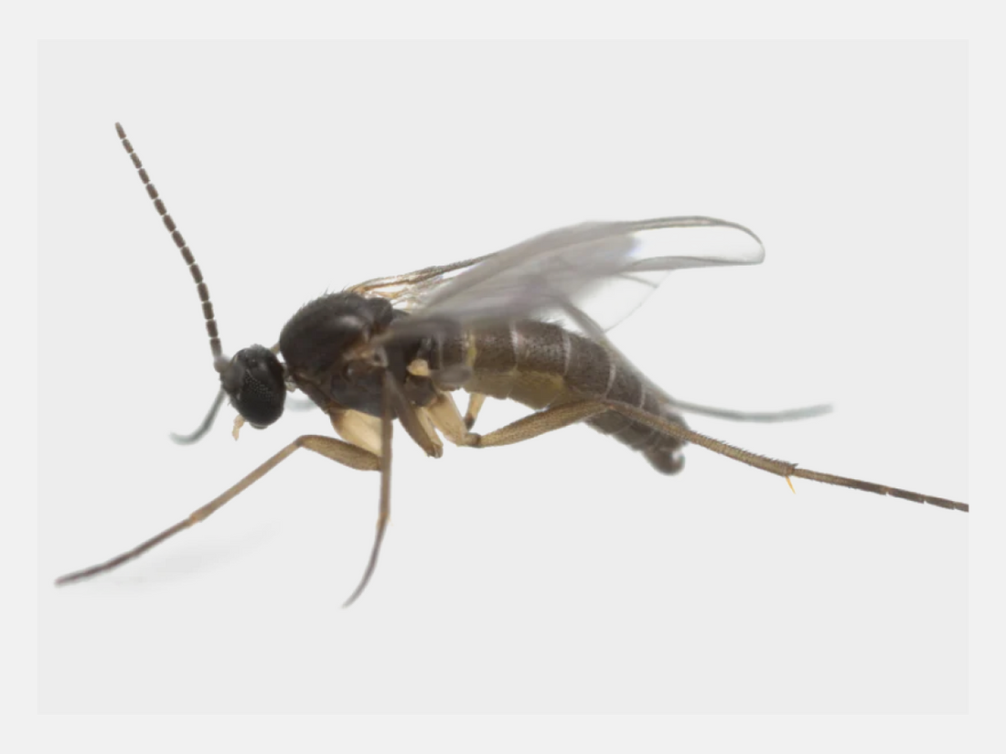 How to Get Rid of Gnats in Your Home