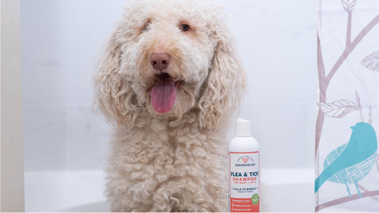 Golden doodle dog sits in a bathtub next to Wondercide Flea & Tick liquid shampoo