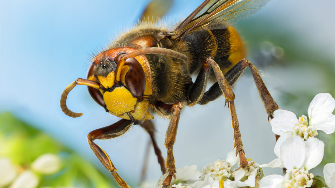 A hornet large in the foreground of a nature scene outside.