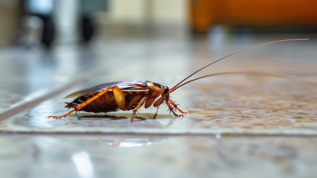 Large roach crawling on a tiled floor