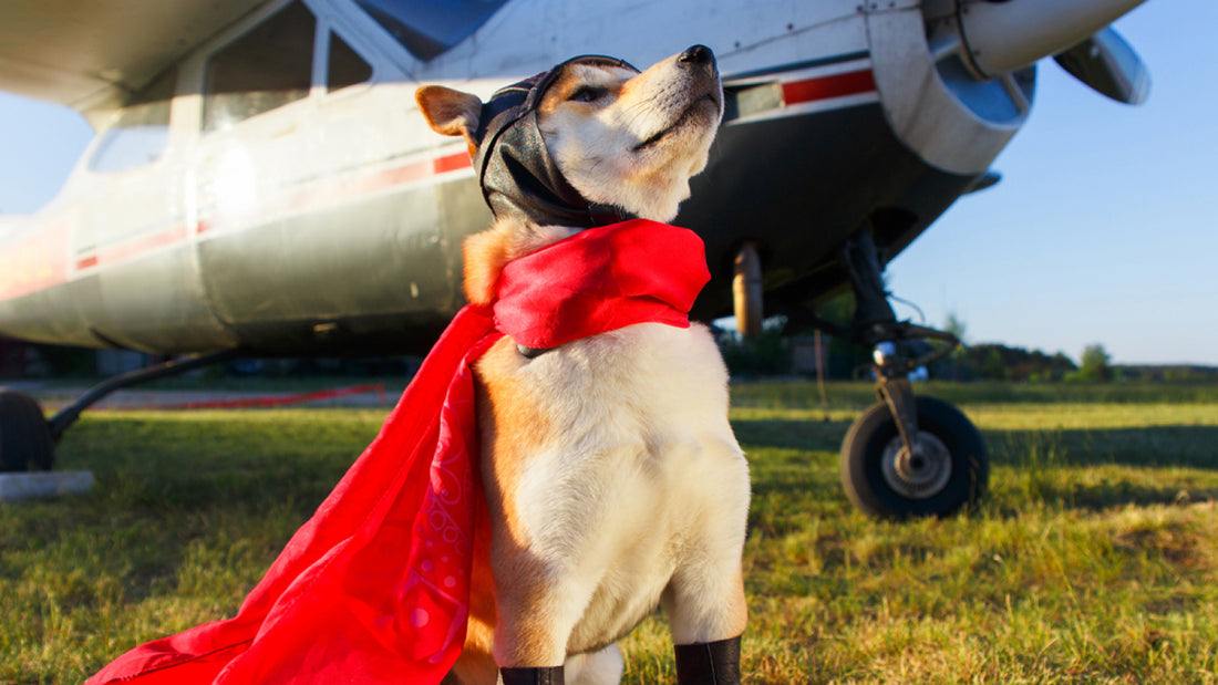 Pilot pup costume with red cape worn by a tan dog standing in front a prop plane