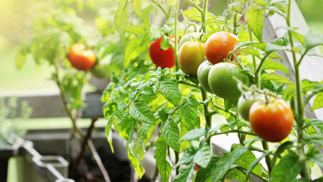 Tomatoes growing on a vine in a planter