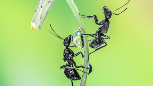Two black ants on a leaf with a drop of water between them
