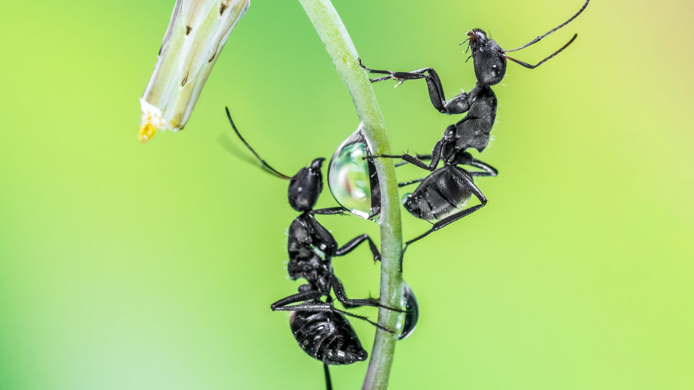 Two black ants on a leaf with a drop of water between them