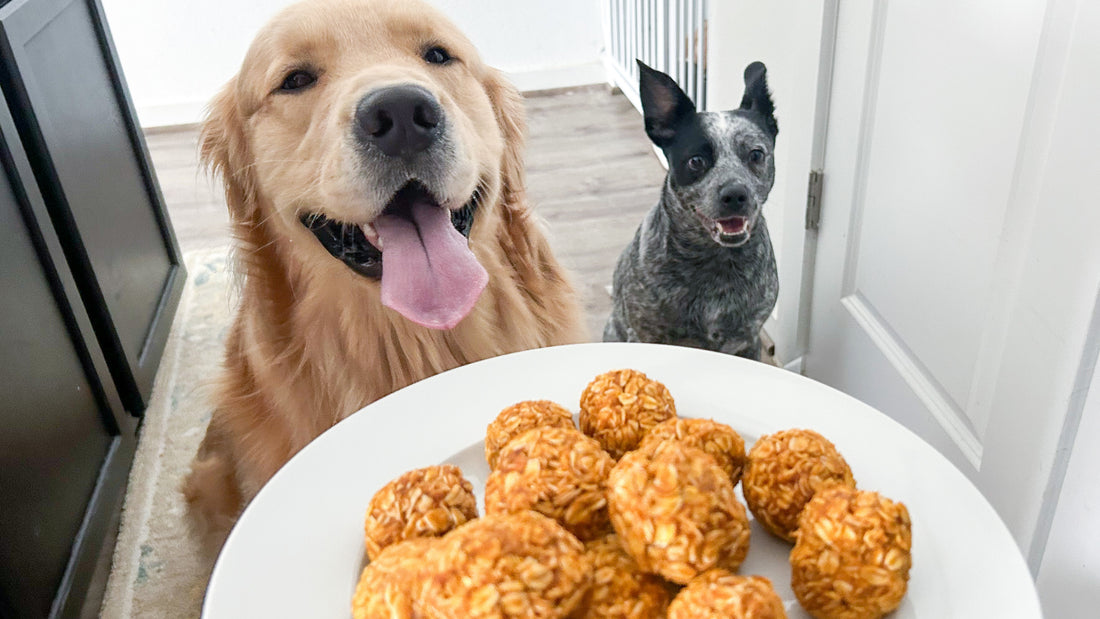 Two dogs one big and one small look longingly at a plate of no bake pumpkin dog treats