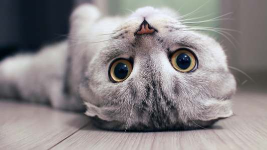 A silver gray cat relaxing on it's back looking at the viewer