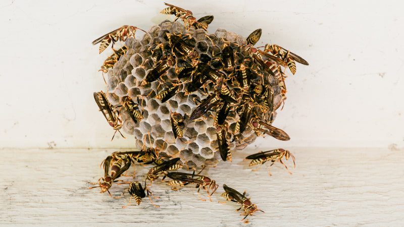 Wasps surround an open faced hive on white wood
