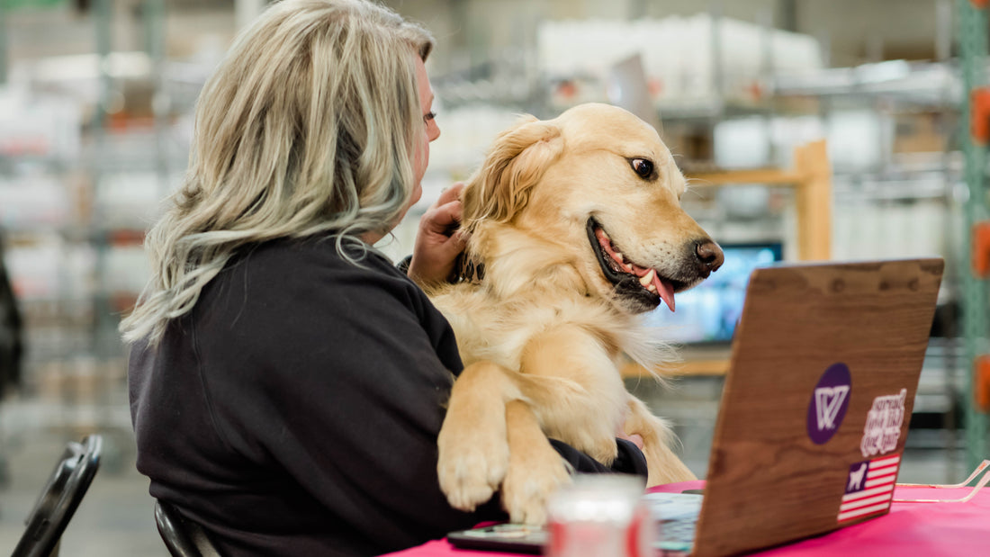 Woman with blonde hair petting a light golden retriever who looks at her laptop