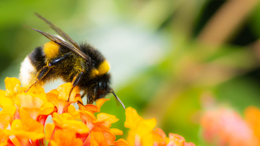 A bee on a yellow flower