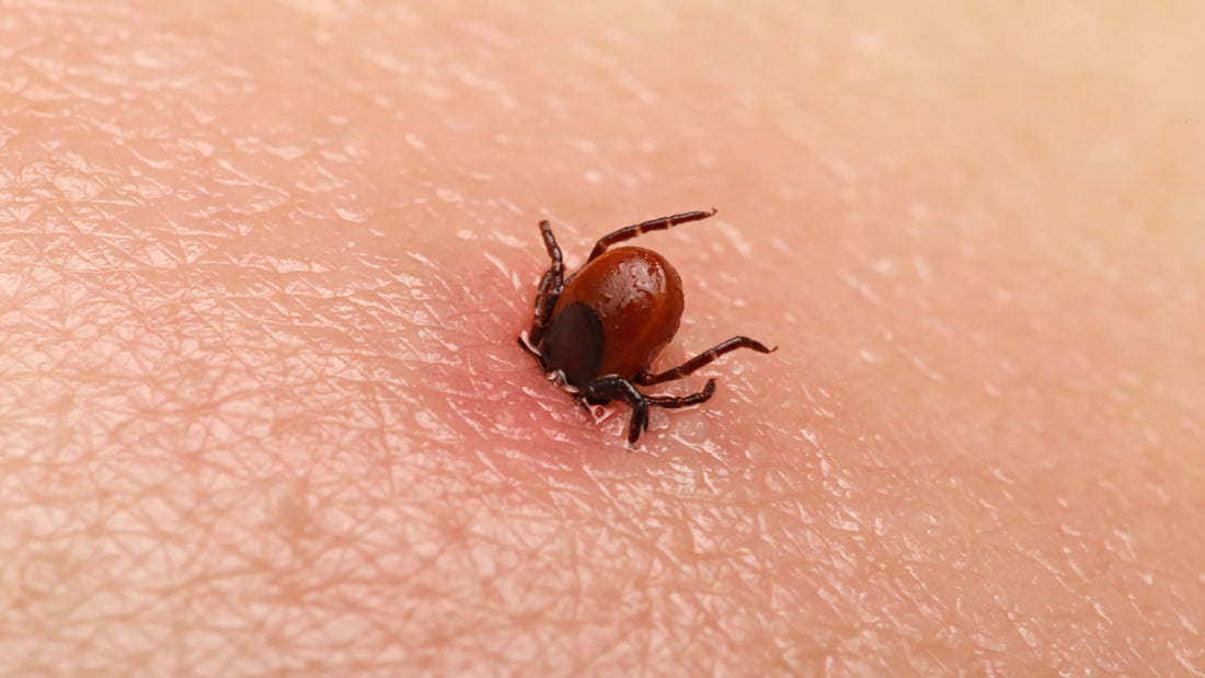 Be tick smart as you're out and about