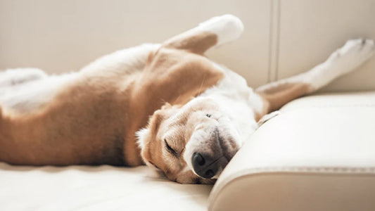 Dog relaxing on sofa in a clean house after Wondercide cleaning tips for pet parents were followed