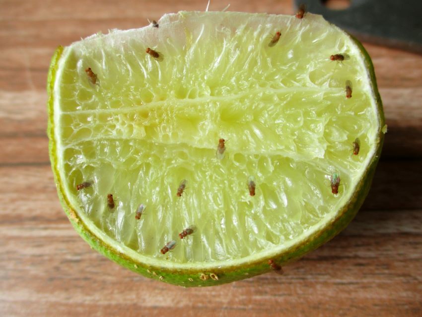 fruit flies on a lime
