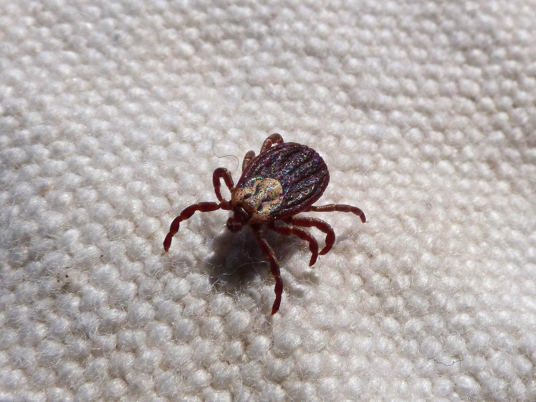How to Get Rid of Ticks: Pets, Home, Yard, and More