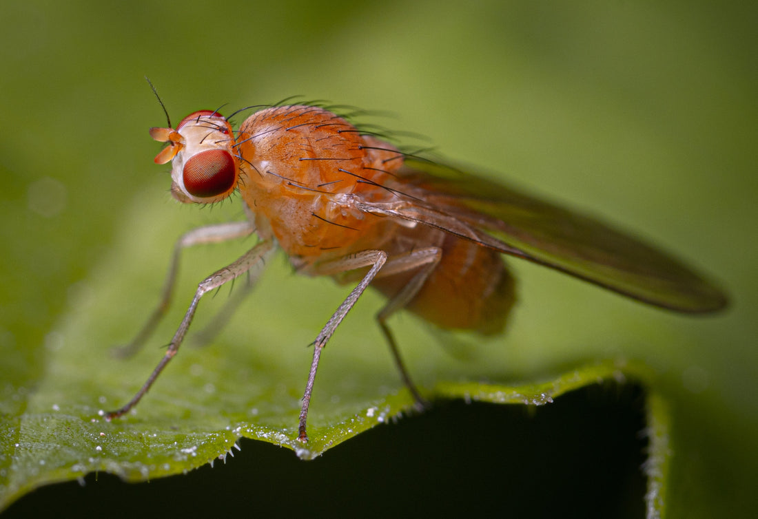 Wondercide Fruit Fly Trap is plant-powered, proven to work, and a snap