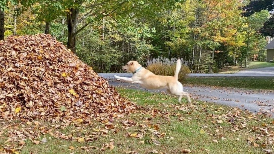 Reclaim the Leaf Pile 2022 with @DogNamedStella