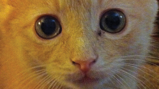 Rescued from the storm