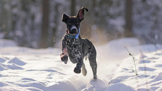 Should we care about ticks in winter?