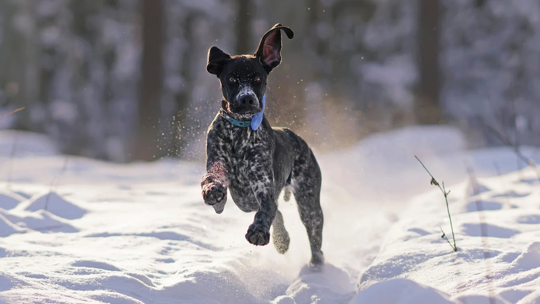 Should we care about ticks in winter?