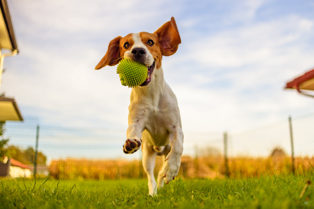 Beagle catching ball in the backyard