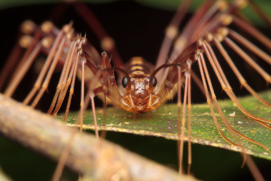 close-up of house centipede on a leaf