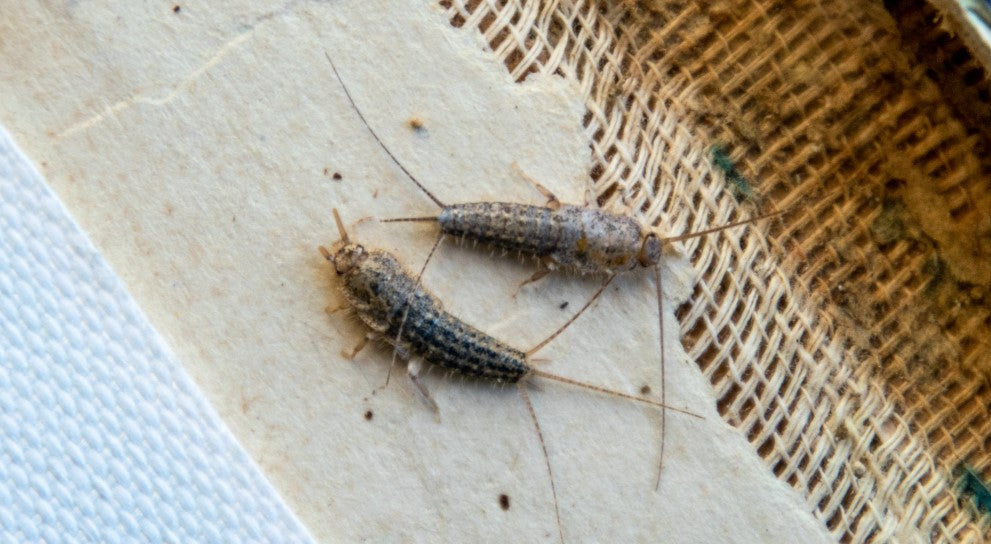 silverfish on book binding