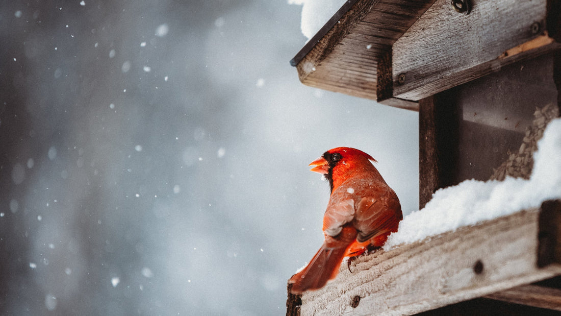 The dos and don'ts of feeding birds during the winter season